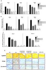 PCNA Antibody in Immunohistochemistry (Paraffin) (IHC (P))