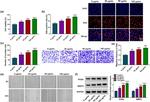 PCNA Antibody in Western Blot (WB)