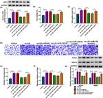 PCNA Antibody in Western Blot (WB)