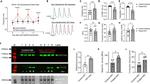 SERCA2 ATPase Antibody in Western Blot (WB)