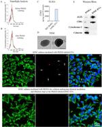 Calnexin Antibody in Western Blot (WB)