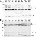 IL-18 Antibody in Western Blot (WB)