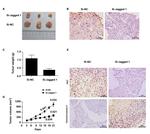 Jagged1 Antibody in Immunohistochemistry (Paraffin) (IHC (P))