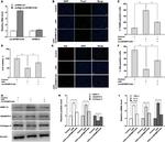 MMP13 Antibody in Western Blot (WB)