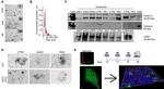 CD63 Antibody in Western Blot (WB)