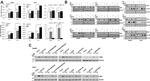 Ubl5 Antibody in Western Blot (WB)