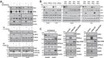 Ubl5 Antibody in Western Blot (WB)