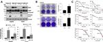 Ubl5 Antibody in Western Blot (WB)