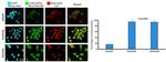 delta Catenin Antibody in Immunocytochemistry (ICC/IF)