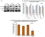 delta Catenin Antibody in Western Blot (WB)