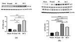 p16INK4a Antibody in Western Blot (WB)