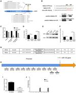 MEF2A Antibody in ChIP Assay (ChIP)