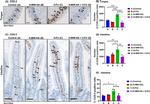 COX2 Antibody in Immunohistochemistry (Paraffin) (IHC (P))