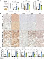 CD19 Antibody in Immunohistochemistry (Paraffin) (IHC (P))