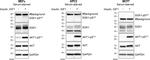 Phospho-SGK1 (Ser422) Antibody in Western Blot (WB)