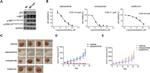 c-Met Antibody in Western Blot (WB)