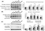 Caspase 8 Antibody in Western Blot (WB)