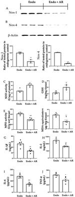 NOX4 Antibody in Western Blot (WB)