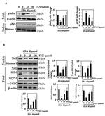 GCLC Antibody in Western Blot (WB)