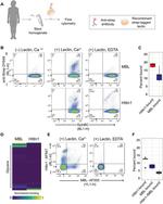 MBL2 Antibody in Flow Cytometry (Flow)