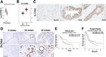 SLC35B2 Antibody in Immunohistochemistry (Paraffin) (IHC (P))