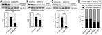 hnRNP M Antibody in Western Blot (WB)