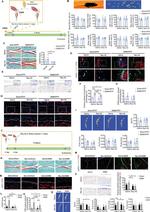 Osteopontin Antibody in Neutralization (Neu)