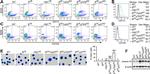 Annexin A1 Antibody in Western Blot (WB)