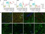 Collagen II Antibody in Immunohistochemistry (Paraffin) (IHC (P))