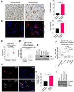 CD68 Antibody in Immunohistochemistry (Paraffin) (IHC (P))