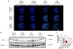 GFAP Antibody in Western Blot, Immunohistochemistry (Frozen) (WB, IHC (F))