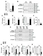 Nkx2.1 Antibody in Immunoprecipitation (IP)