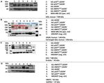 GLI2 Antibody in Western Blot (WB)