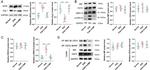 MIF Antibody in Western Blot (WB)