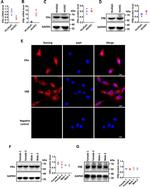 Estrogen Receptor beta Antibody in Western Blot (WB)