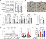 NCoR1 Antibody in Immunohistochemistry (Paraffin) (IHC (P))