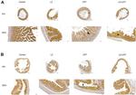 Claudin 1 Antibody in Immunohistochemistry (Paraffin) (IHC (P))