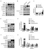 beta Catenin Antibody in Western Blot (WB)