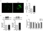 NOX4 Antibody in Western Blot (WB)