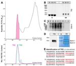 TFF2 Antibody in Western Blot (WB)