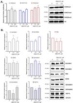 SUV420H1 Antibody in Western Blot (WB)