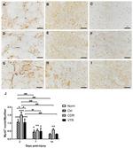 MYOD Antibody in Immunohistochemistry (Frozen) (IHC (F))