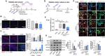 Arginase 1 Antibody in Western Blot (WB)