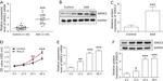 SMOC2 Antibody in Western Blot (WB)