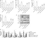 TIMP1 Antibody in Western Blot (WB)