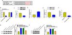 MKP-1 Antibody in Western Blot (WB)