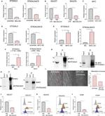 ST6GALNAC5 Antibody in Immunoprecipitation (IP)