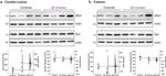 alpha Synuclein Antibody in Western Blot (WB)