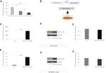 BCL11A Antibody in Western Blot (WB)