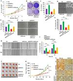 Moesin Antibody in Immunohistochemistry (Paraffin) (IHC (P))